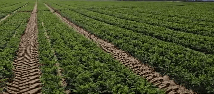 Industrial and medicinal crops cultivation at Witklip Farm using modern methods
