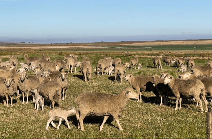 Livestock farming at Witklip Farm supporting sustainable and diversified agriculture